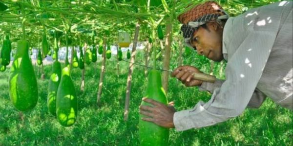 চর কৃষিতে বিশাল সম্ভাবনা, এবার ফলবে প্রায় ১৪ হাজার মে.টন সবজি